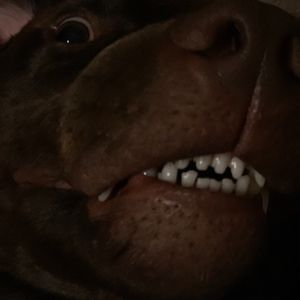 Meet your Posher, Casey